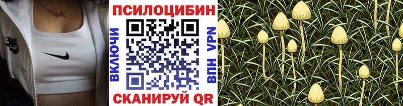 блэк спрут вход  Златоуст  Псилоцибиновые грибы прущие грибы 